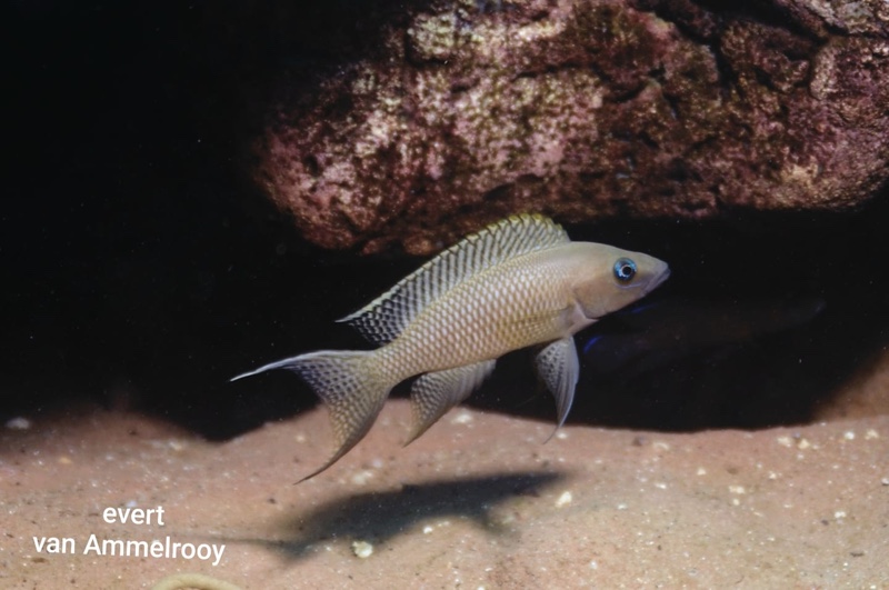 Neolamprologus chitamwebwai 'Jakobsen's Beach'